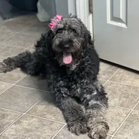 Carolina, a female Goldendoodle for sale in Charlotte, NC – Photo 7 of 7