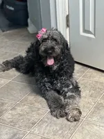 Carolina, a female Goldendoodle for sale in Charlotte, NC – Photo 7 of 7