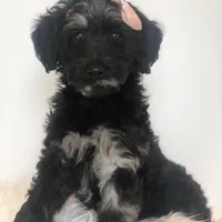 Carolina, a female Goldendoodle for sale in Charlotte, NC – Photo 1 of 7