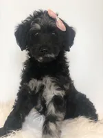 Carolina, a female Goldendoodle for sale in Charlotte, NC – Photo 1 of 7