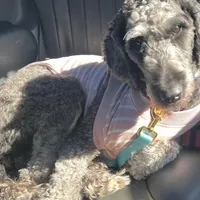 Carolina, a female Goldendoodle for sale in Charlotte, NC – Photo 2 of 7