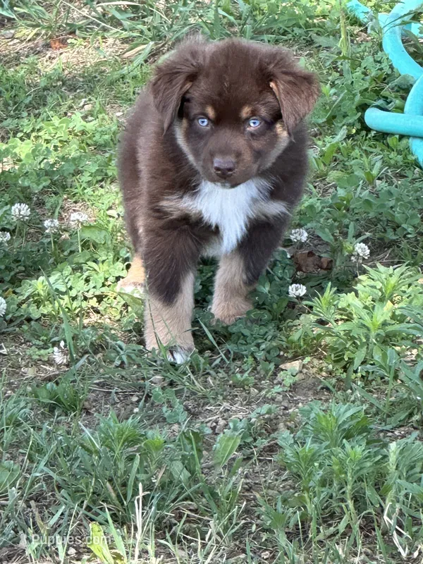 Brode – Australian Shepherd puppy for sale in Sparta, WI