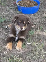 Clayton, a male Australian Shepherd for sale in Sparta, WI – 1 of 3