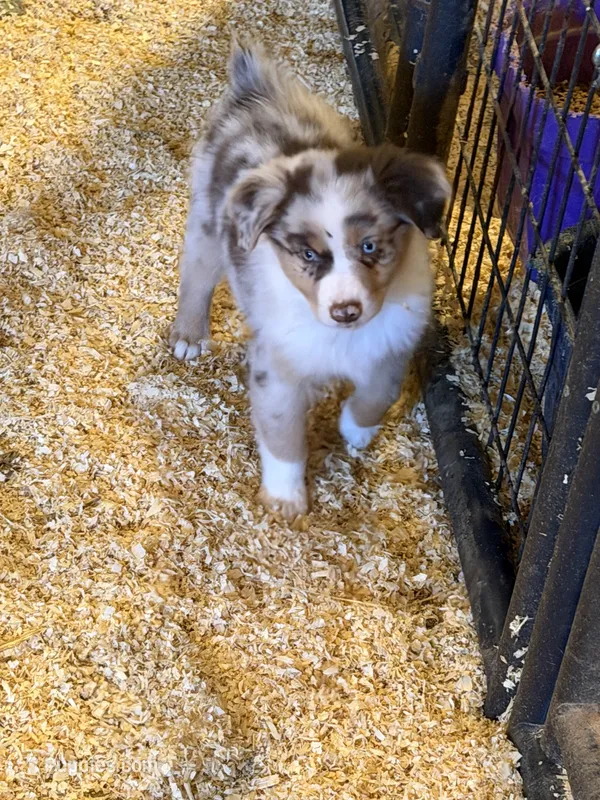 Ryan – Miniature Australian Shepherd puppy for sale in Sparta, WI