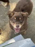 Brax, a male Australian Shepherd for sale in Sparta, WI – 2 of 3