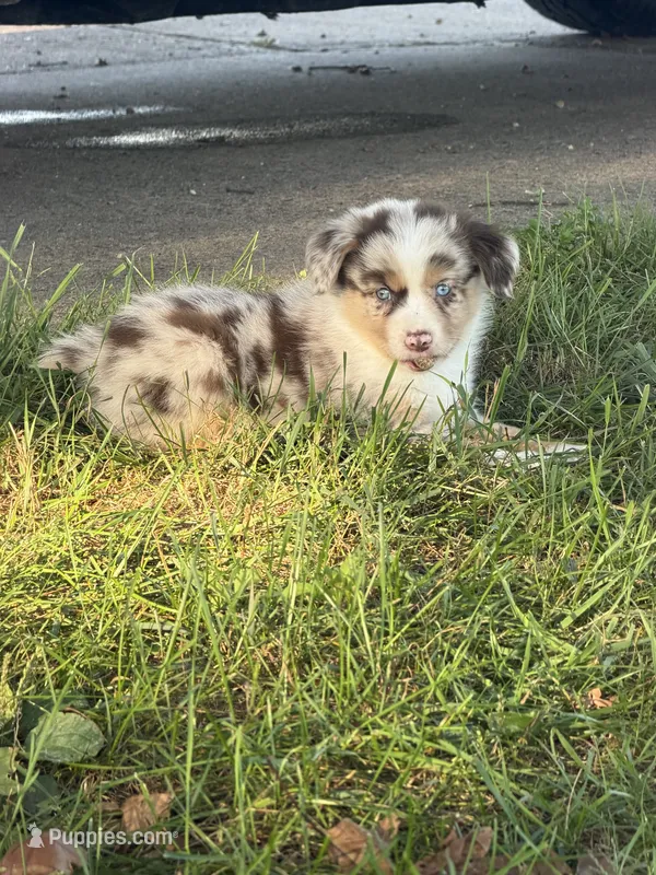 Ryan – Miniature Australian Shepherd puppy for sale in Sparta, WI