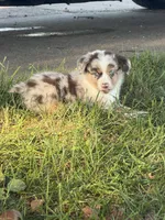 Ryan, a male Miniature Australian Shepherd for sale in Sparta, WI – 1 of 2