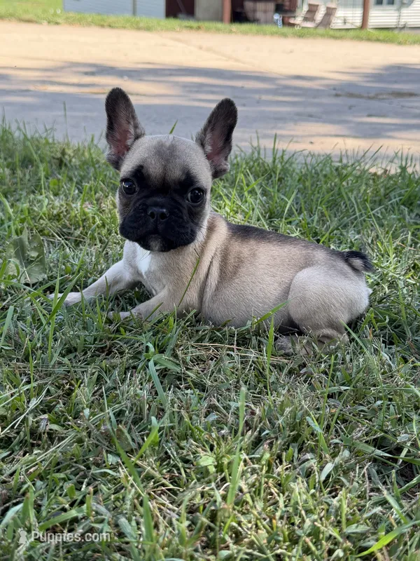 Toby – French Bulldog puppy for sale in Sparta, WI