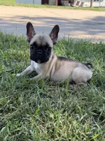 Toby, a male French Bulldog for sale in Sparta, WI – 1 of 3