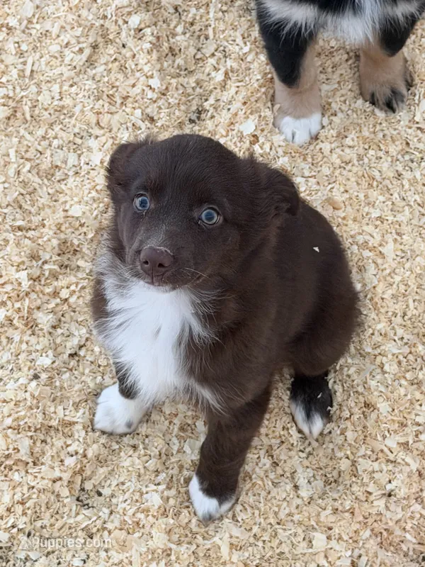 Tiny – Miniature Australian Shepherd puppy for sale in Sparta, WI