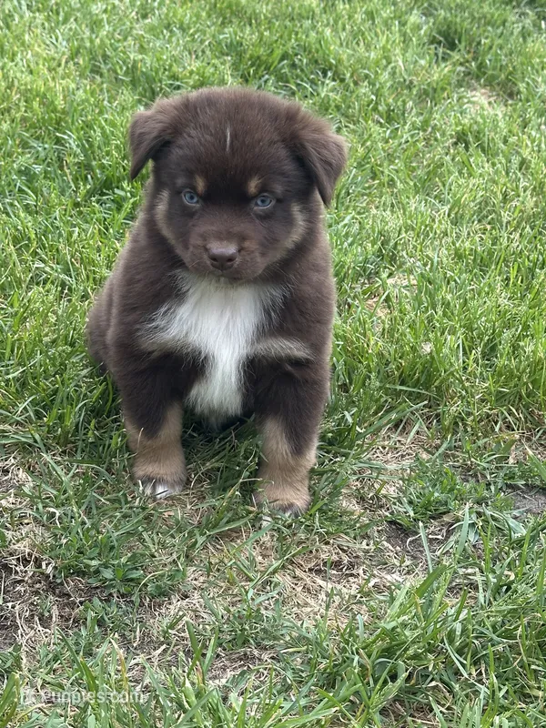 Brode – Australian Shepherd puppy for sale in Sparta, WI