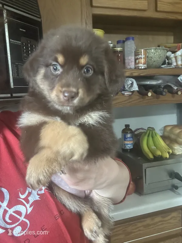 Rita – Australian Shepherd puppy for sale in Sparta, WI