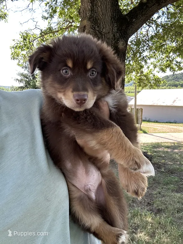 Brax – Australian Shepherd puppy for sale in Sparta, WI