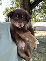 Brax, a male Australian Shepherd for sale in Sparta, WI – 1 of 3