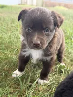 Tiny, a female Miniature Australian Shepherd for sale in Sparta, WI – 2 of 3