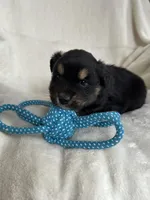 Carson , a male Miniature Australian Shepherd for sale in Sparta, WI – Photo 1 of 2