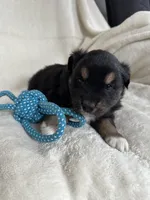 Carson , a male Miniature Australian Shepherd for sale in Sparta, WI – Photo 2 of 2