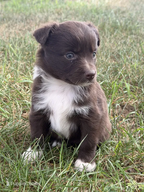 Tiny – Miniature Australian Shepherd puppy for sale in Sparta, WI