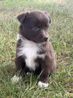 Tiny, a female Miniature Australian Shepherd for sale in Sparta, WI – 1 of 3