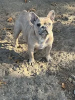 Scarlet, a female French Bulldog for sale in Sparta, WI – Photo 2 of 2