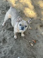 Scarlet, a female French Bulldog for sale in Sparta, WI – Photo 1 of 2