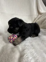 Lana, a female Miniature Australian Shepherd for sale in Sparta, WI – Photo 2 of 2