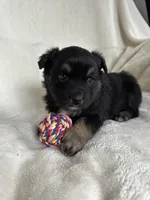 Lana, a female Miniature Australian Shepherd for sale in Sparta, WI – Photo 1 of 2
