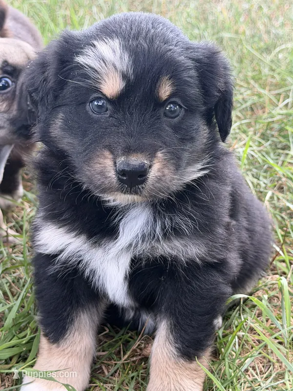Lynn – Miniature Australian Shepherd puppy for sale in Sparta, WI