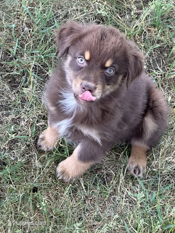 Clayton – Australian Shepherd puppy for sale in Sparta, WI