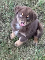 Clayton, a male Australian Shepherd for sale in Sparta, WI – 1 of 4