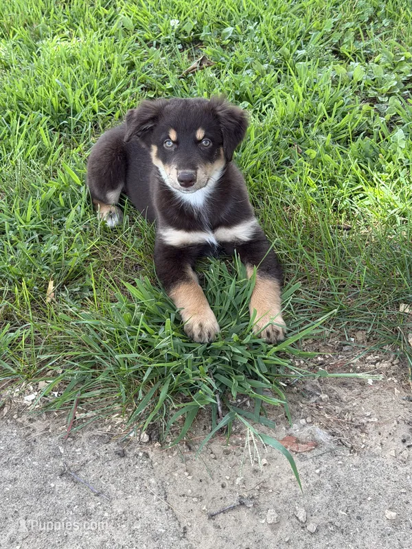 Deana – Australian Shepherd puppy for sale in Sparta, WI