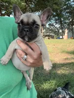 Toby, a male French Bulldog for sale in Sparta, WI – 2 of 3