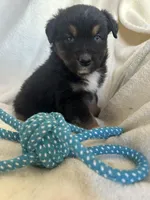 Nike, a male Miniature Australian Shepherd for sale in Sparta, WI – Photo 1 of 2