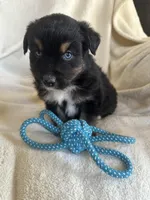 Nike, a male Miniature Australian Shepherd for sale in Sparta, WI – Photo 2 of 2