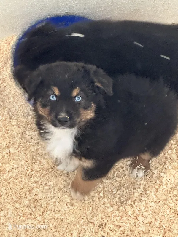 Nike – Miniature Australian Shepherd puppy for sale in Sparta, WI