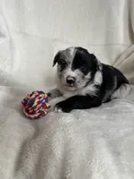 Dolly, a female Miniature Australian Shepherd for sale in Sparta, WI – Photo 1 of 2