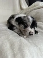 Dolly, a female Miniature Australian Shepherd for sale in Sparta, WI – Photo 2 of 2