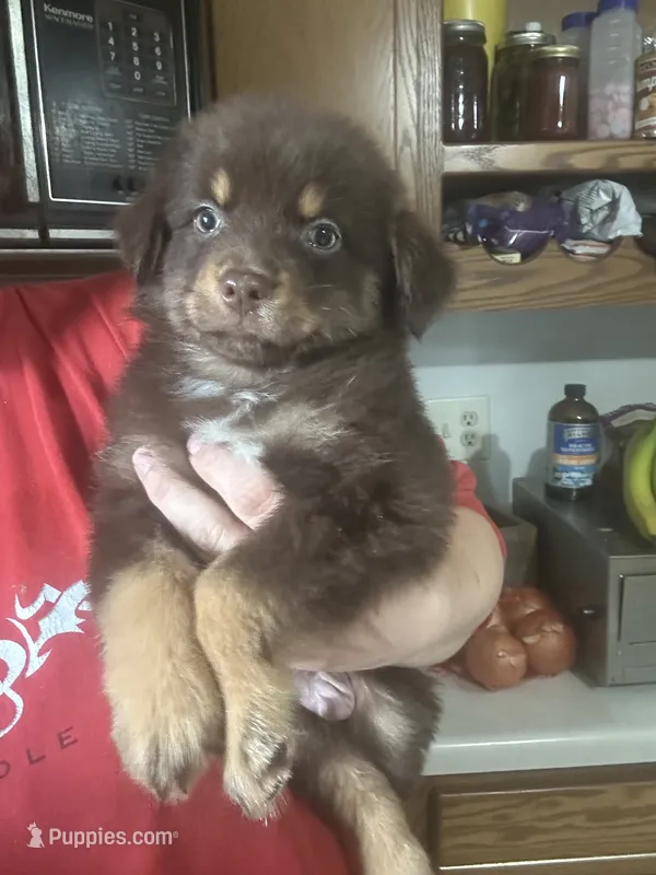 Clayton – Australian Shepherd puppy for sale in Sparta, WI