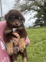 Clayton, a male Australian Shepherd for sale in Sparta, WI – 3 of 4