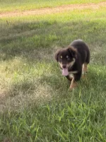 Deana, a female Australian Shepherd for sale in Sparta, WI – 3 of 3