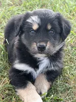 Lynn, a female Miniature Australian Shepherd for sale in Sparta, WI – 2 of 3