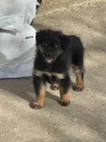 Addie, a female Miniature Australian Shepherd for sale in Sparta, WI – 2 of 3