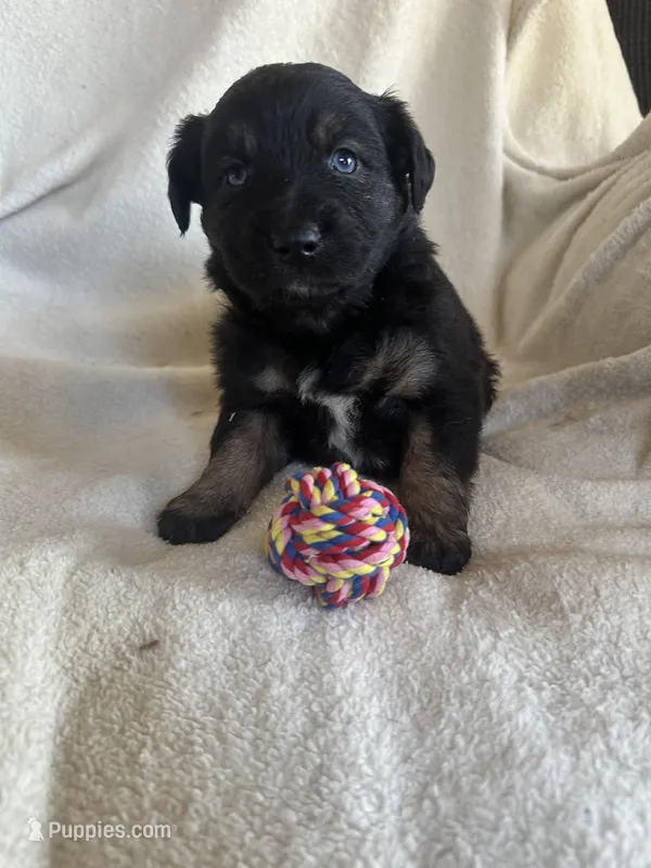 Addie – Miniature Australian Shepherd puppy for sale in Sparta, WI