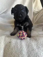 Addie, a female Miniature Australian Shepherd for sale in Sparta, WI – Photo 1 of 2