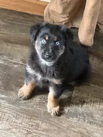 Addie, a female Miniature Australian Shepherd for sale in Sparta, WI – 1 of 3