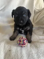 Addie, a female Miniature Australian Shepherd for sale in Sparta, WI – Photo 2 of 2