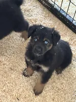 Addie, a female Miniature Australian Shepherd for sale in Sparta, WI – Photo 1 of 3