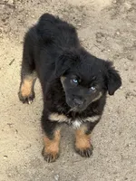 Addie, a female Miniature Australian Shepherd for sale in Sparta, WI – 3 of 3