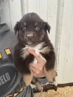 Brode, a male Australian Shepherd for sale in Sparta, WI – 1 of 1
