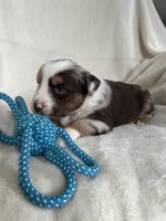 Rex, a male Miniature Australian Shepherd for sale in Sparta, WI – Photo 2 of 2